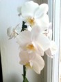 /album/co-mam-rada/mojefoto-orchideje-003-jpg/